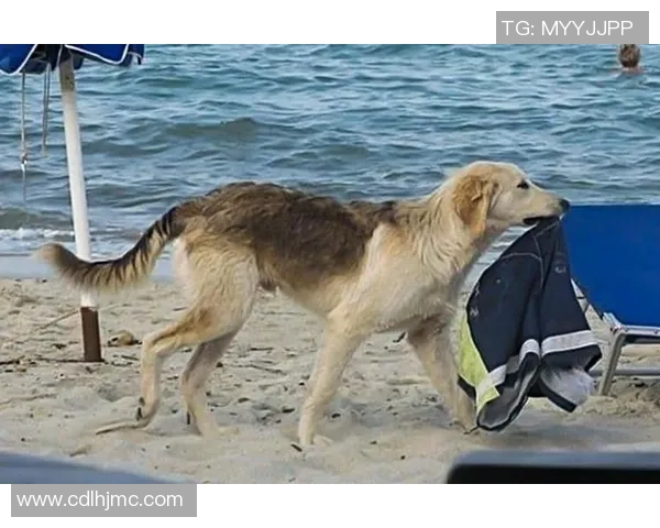 足球明星的场上怪癖揭秘：那些让人哭笑不得的独特习惯与信仰